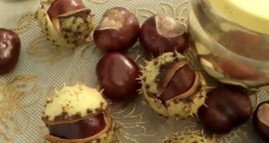 Use of horse chestnuts to treat varicose veins